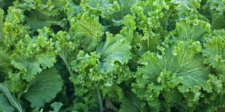 mustard greensjpg